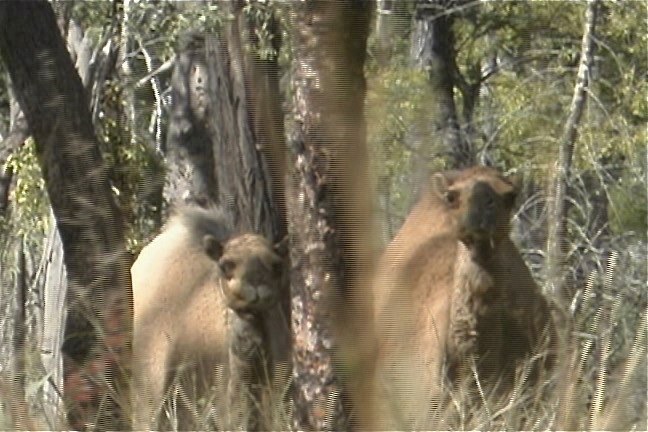 Camel, Dromedary (feral) 1