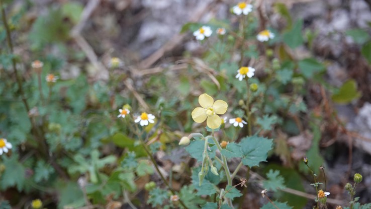 Camissonia cardiophylla, Heart-Leaf Sun Cup near Bahia Las Angeles 1