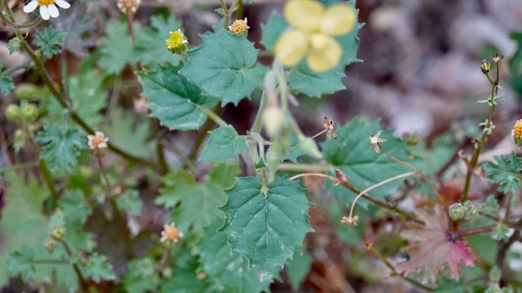 Camissonia cardiophylla, Heart-Leaf Sun Cup near Bahia Las Angeles