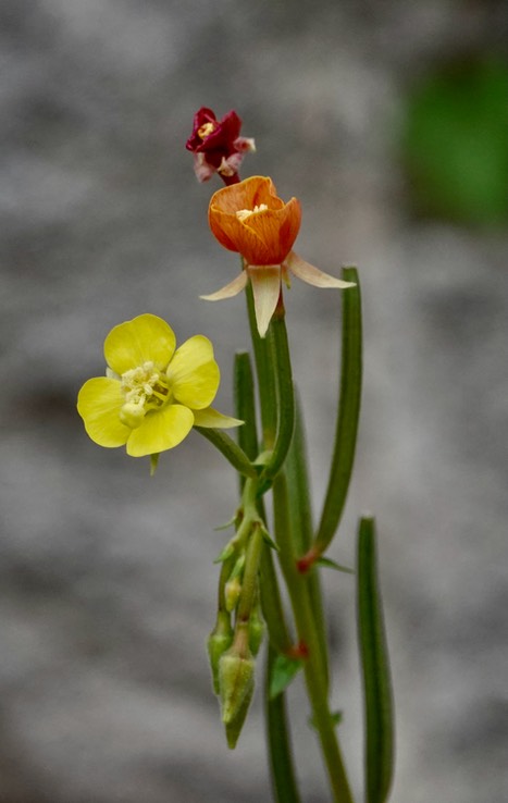 Camissonia cardiophylla, Heart-Leaf Sun Cup near Bahia Las Angeles