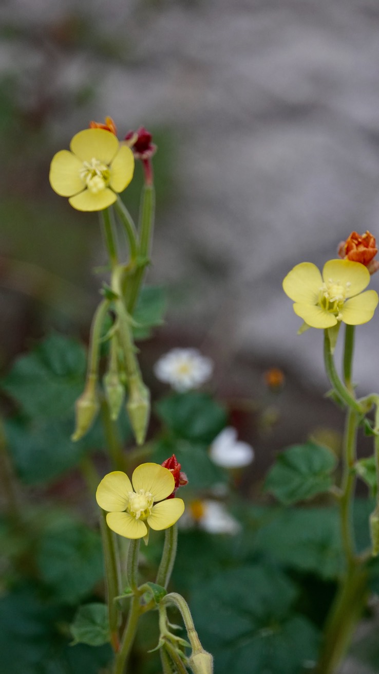 Camissonia cardiophylla, Heart-Leaf Sun Cup near Bahia Las Angeles (2)