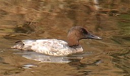 Canvasback 1