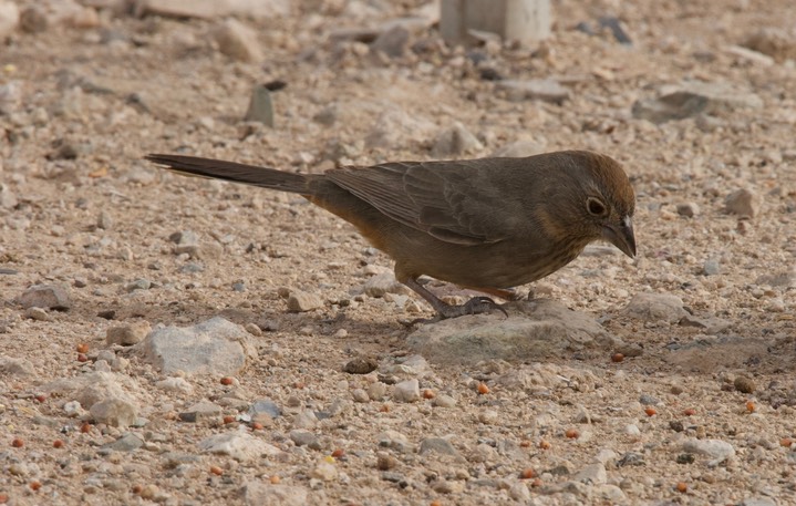 Canyon Towhee Tucson 2