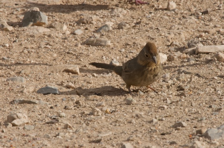 Canyon Towhee Tucson 3