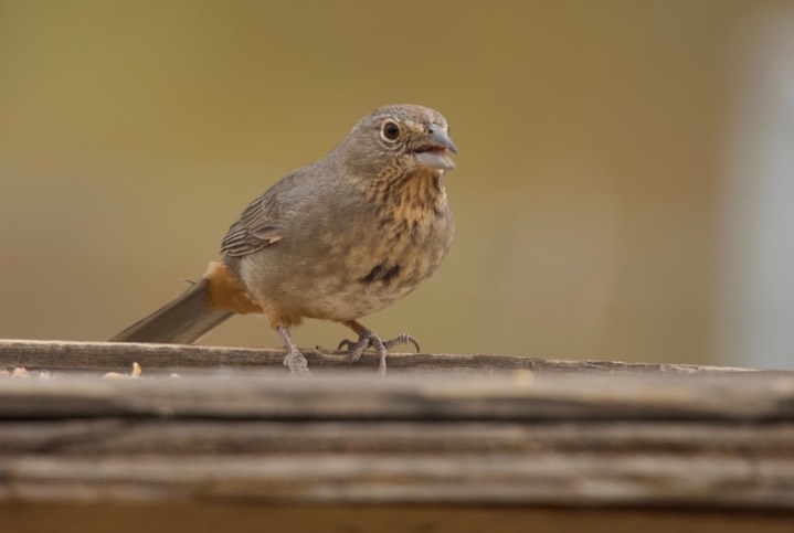 Canyon Towhee Tucson 5