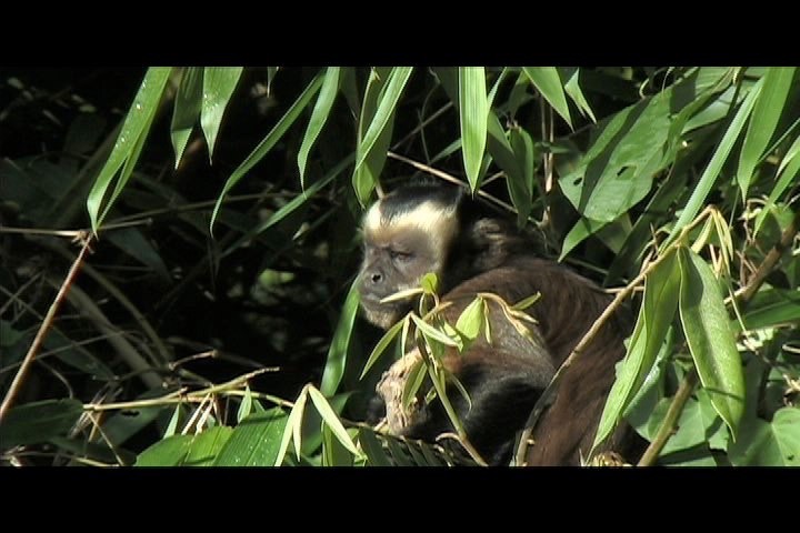 Capuchin, Brown 2