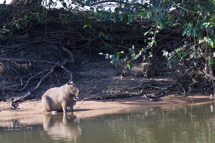 Capybara, Hydrochoerus hydrochaeris1