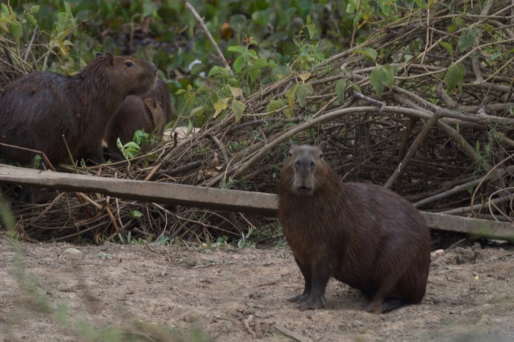 Capybara, Hydrochoerus hydrochaeris21