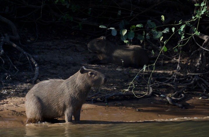 Capybara, Hydrochoerus hydrochaeris2