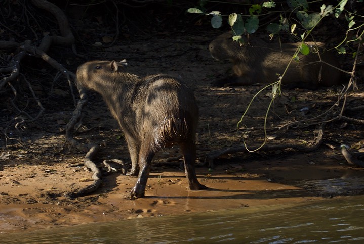 Capybara, Hydrochoerus hydrochaeris3