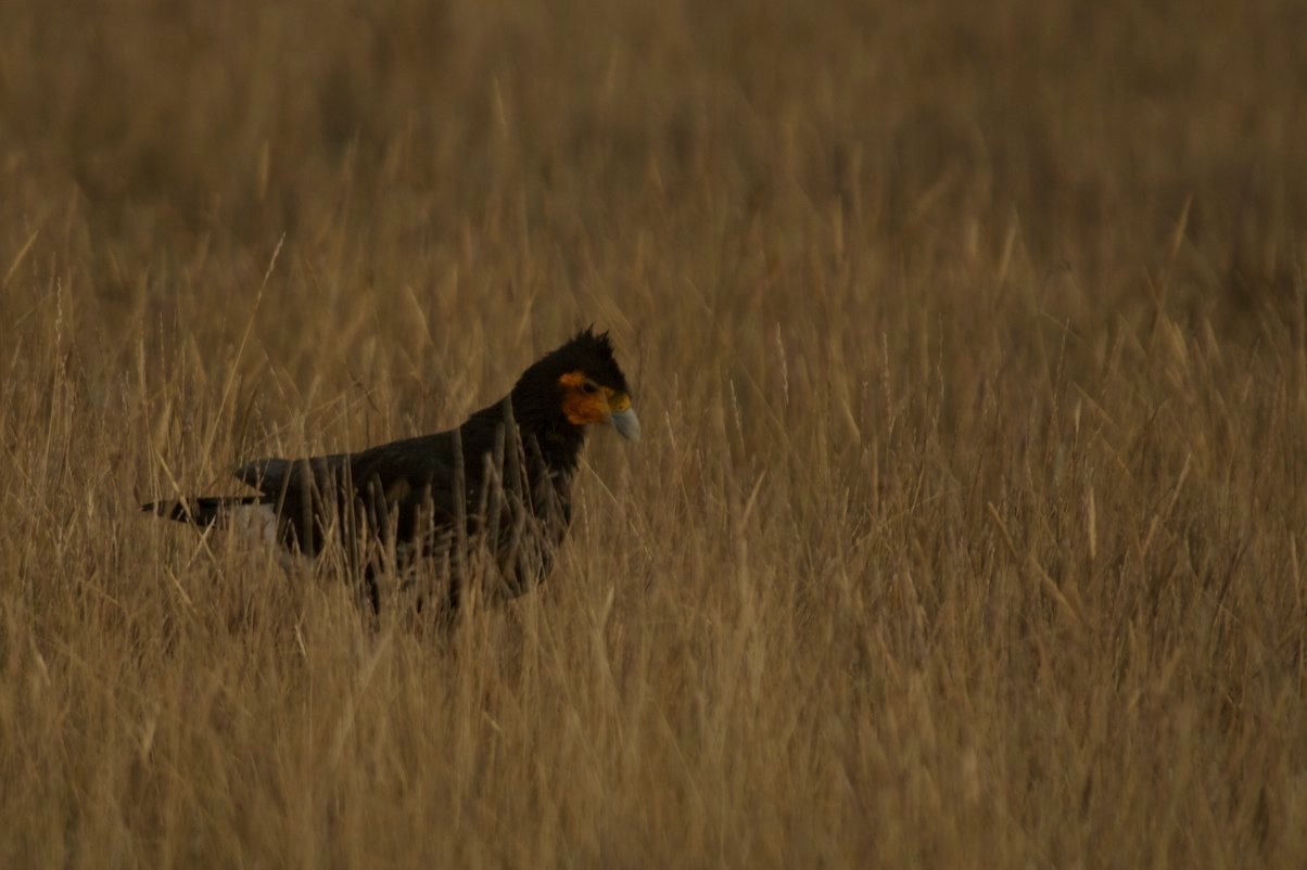 Caracara, Carunculated 2