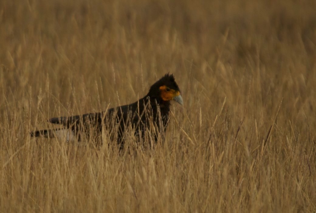 Caracara, Carunculated 3