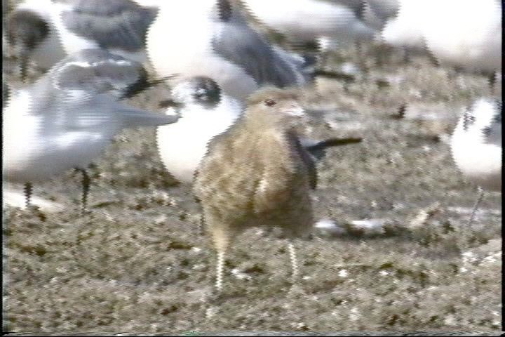 Caracara, Chimango1