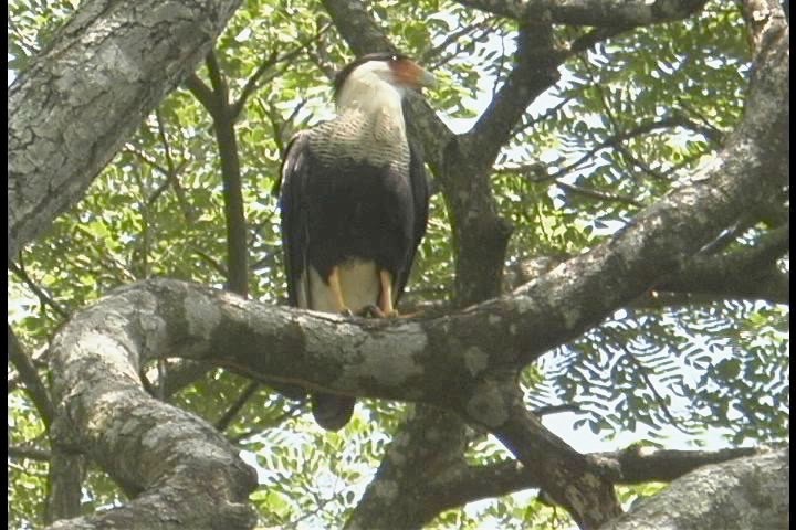 Caracara, Northern 1