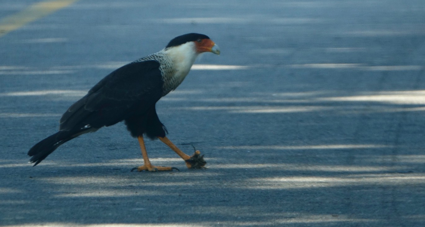 Caracara, Northern Crested - Caracara cheriway - Jalisco, Mexic3