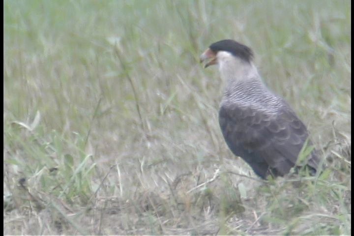 Caracara, Southern_1