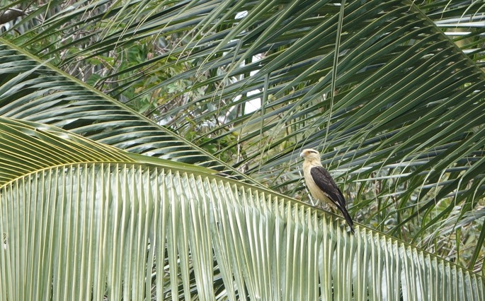 Caracara, Yellow-Headed 18-2