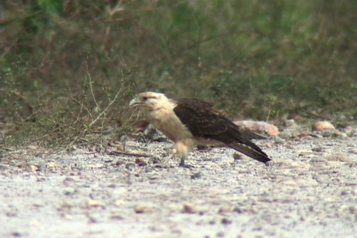 Caracara, Yellow-headed 1