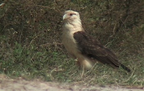 Caracara, Yellow-headed 2