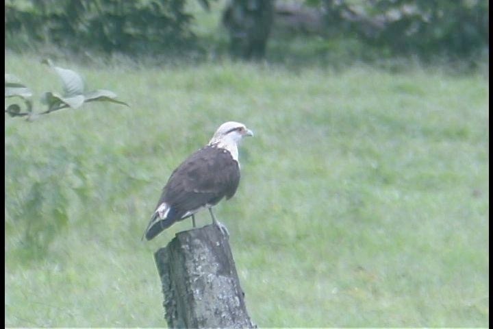 Caracara, Yellow-headed