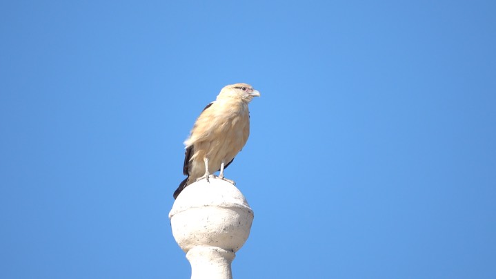 Caracara, Yellow-headed (Colombia) 1