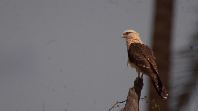 Caracara, Yellow-headed