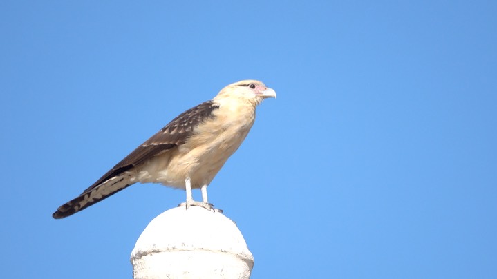 Caracara, Yellow-headed (Colombia) 2