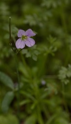 Cardamine nuttallii1