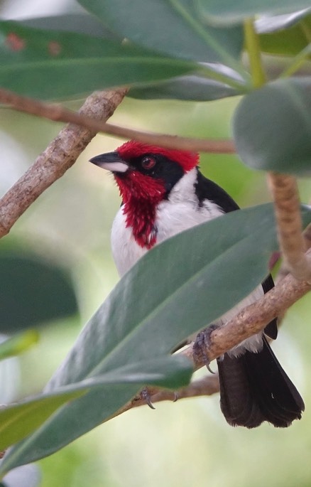 Cardinal, Masked - Paroaria nigrogenis - Caroni Swamp, Trinidad3