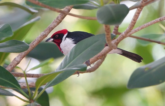 Cardinal, Masked - Paroaria nigrogenis - Caroni Swamp, Trinidad1