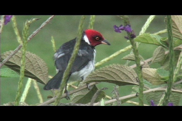 Cardinal, Red-capped 11