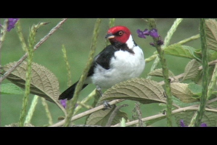 Cardinal, Red-capped 12