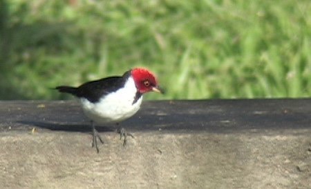 Cardinal, Red-capped 2