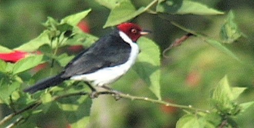 Cardinal, Red-capped 5