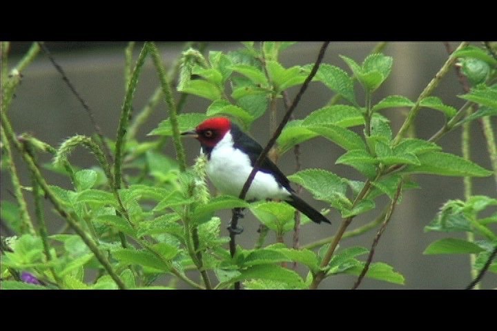 Cardinal, Red-capped 7