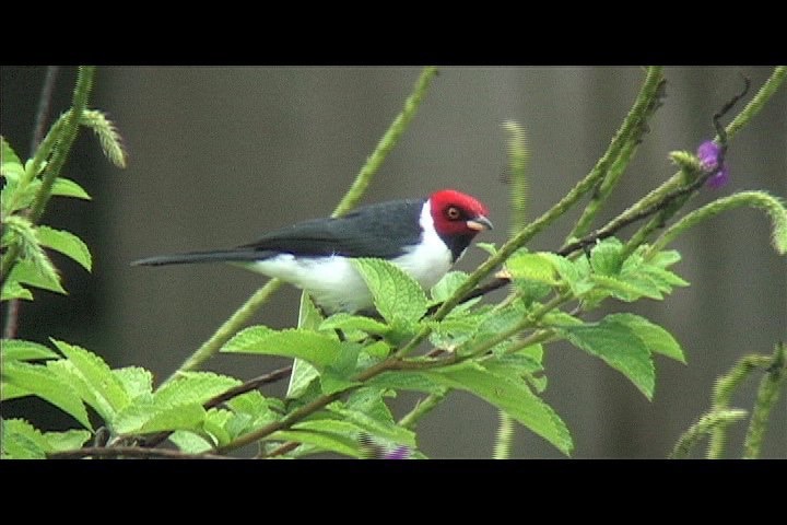 Cardinal, Red-capped 8