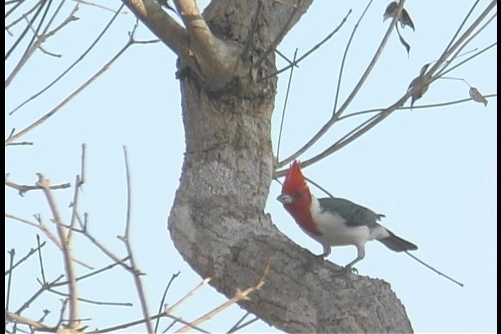 Cardinal, Red-crested