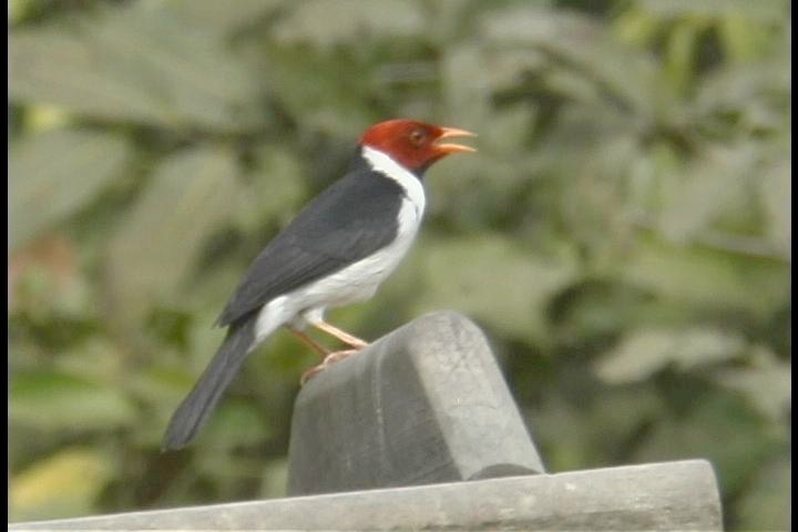 Cardinal, Yellow-billed