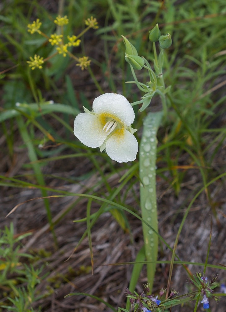 Cascade Mariposa Lily1