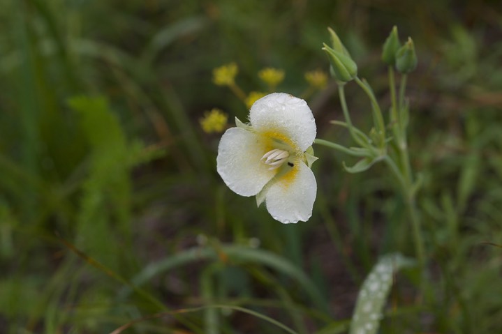 Cascade Mariposa Lily2