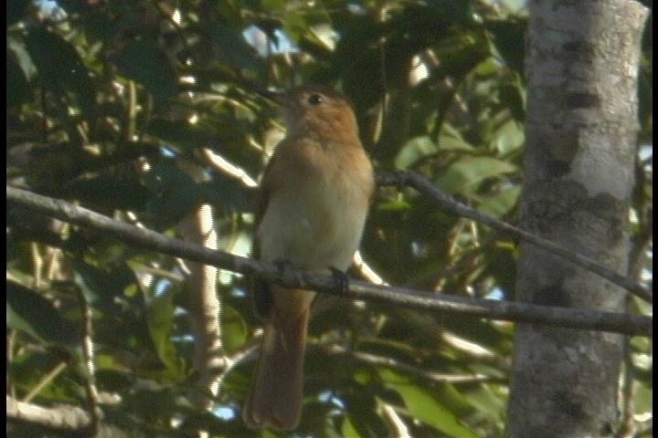 Casiornis, Rufous