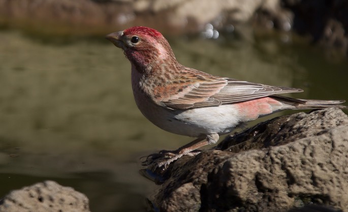 Cassin's Finch, Carpodacus cassinii, Cabin Lake Campground, Oregon, USA2