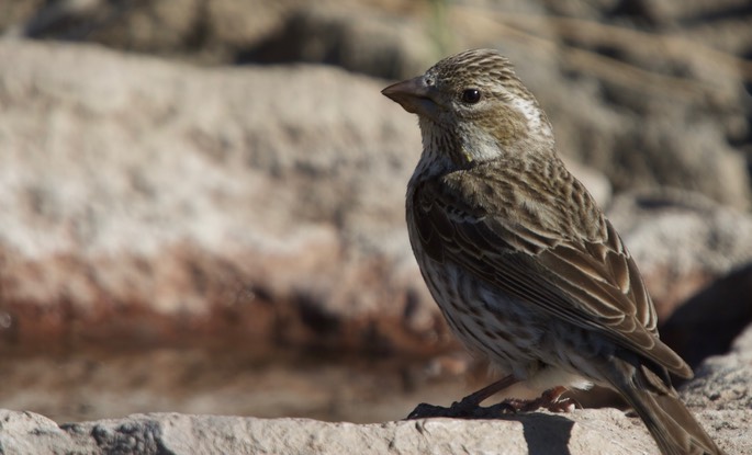 Cassin's Finch, Carpodacus cassinii, Cabin Lake Campground, Oregon, USA1