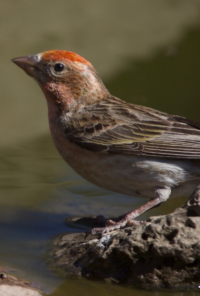 Cassin's Finch, Carpodacus cassinii, Cabin Lake Campground, Oregon, USA5