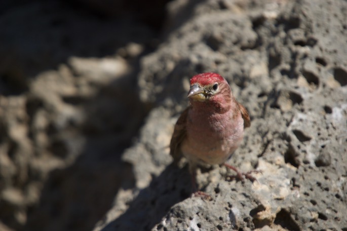 Cassin's Finch, Carpodacus cassinii, Cabin Lake Campground, Oregon, USA7