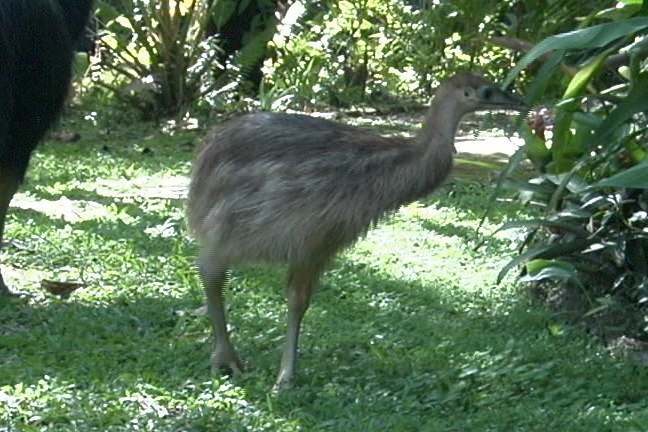 Cassowary, Southern 10