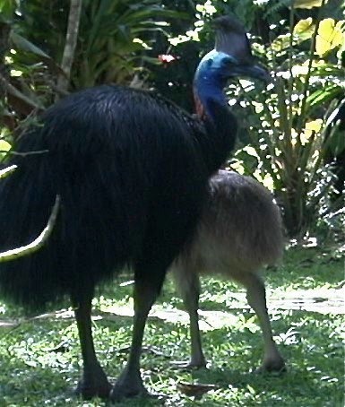 Cassowary, Southern 11