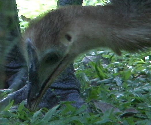 Cassowary, Southern 1_1