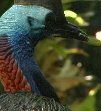 Cassowary, Southern 1