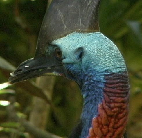 Cassowary, Southern 2